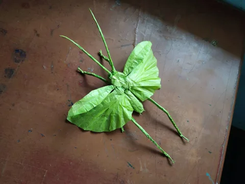 Katydid