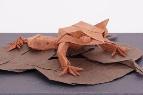 Long-nosed horned frog