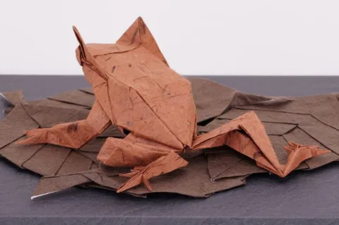 Long-nosed horned frog