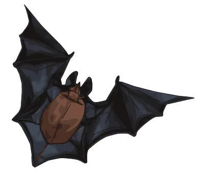 Greater horseshoe bat