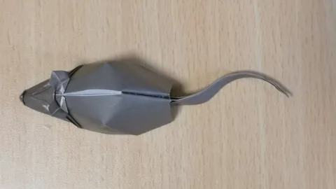 Mouse-rat