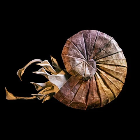 Ammonite