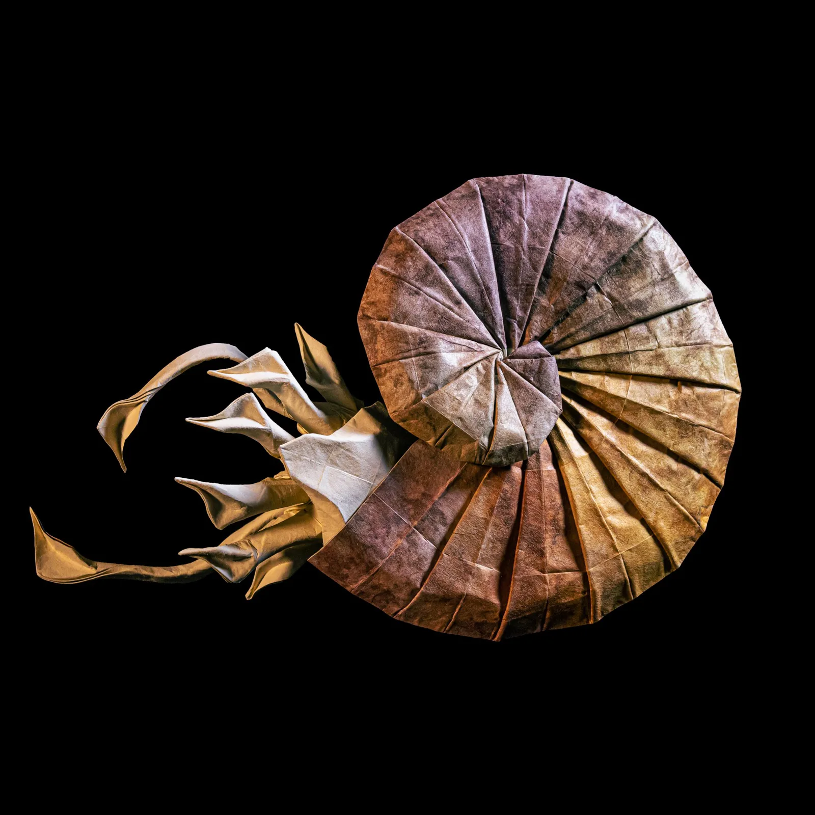 Ammonite