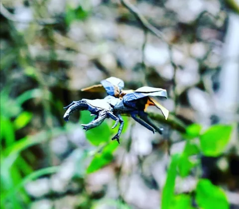 Stag beetle