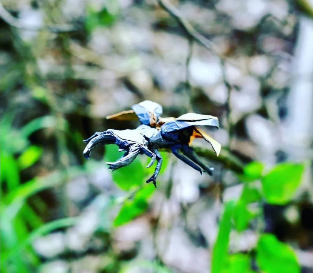 Stag beetle