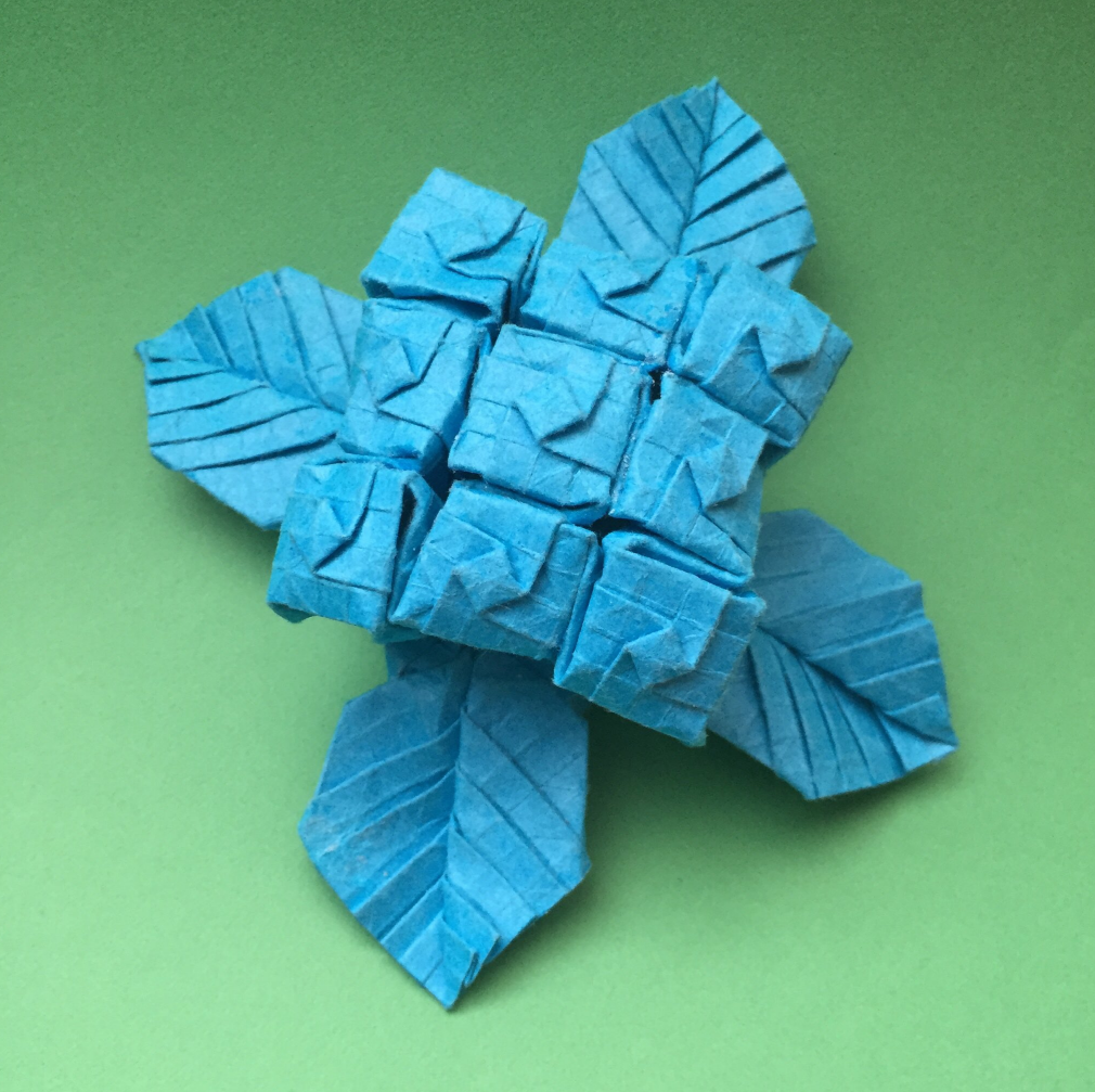 Hydrangea v1