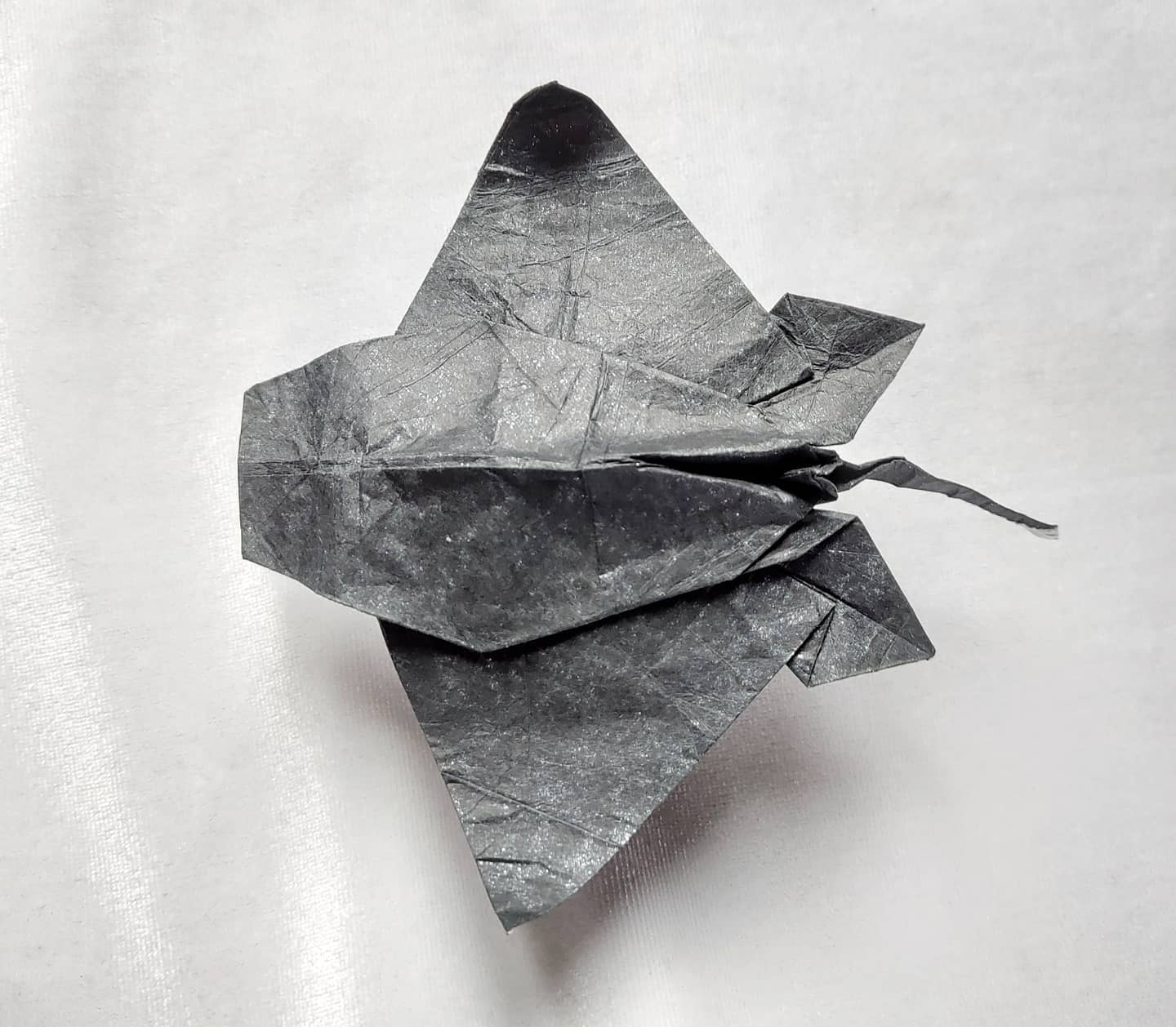 Eagle Ray - Satoshi Kamiya