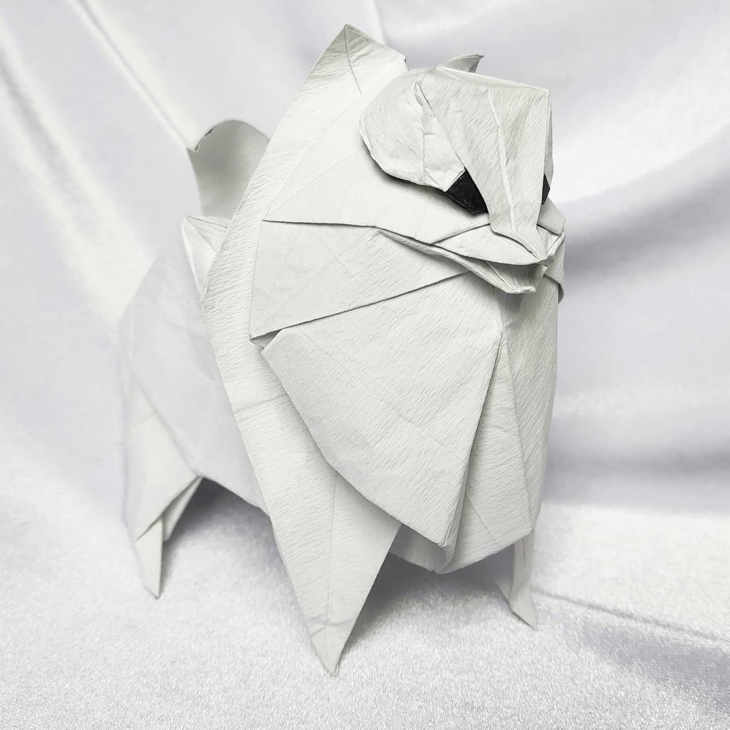 Pomeranian - Katsuta Kyohei