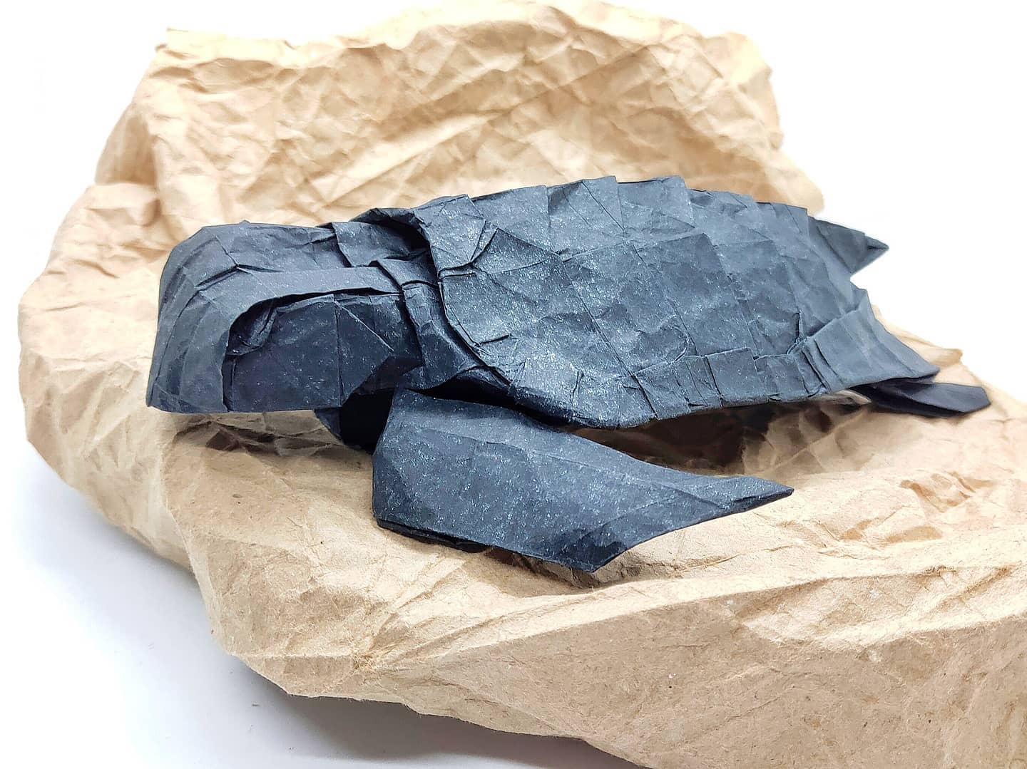 Loggerhead Sea Turtle - Satoshi Kamiya