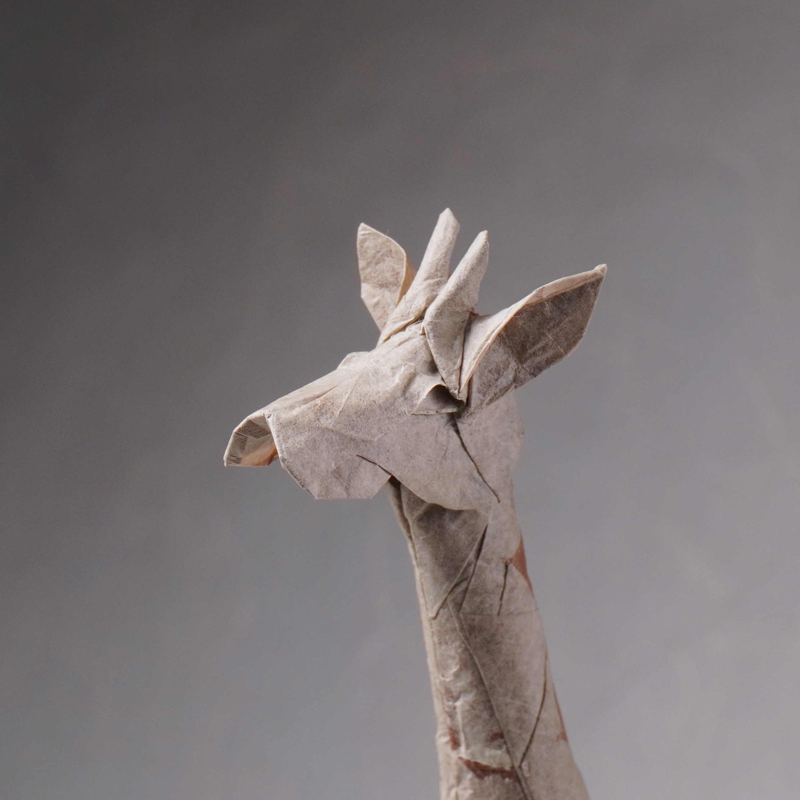 Giraffe — Bodo Haag